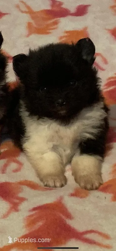 Black tri & wht parti girl