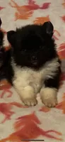 Black tri & wht parti girl, a female Pomeranian for sale in Blue Ridge, GA – Photo 1 of 7