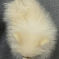 Small cream male, a male Pomeranian for sale in Blue Ridge, GA – Photo 9 of 10