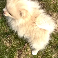 Small cream male, a male Pomeranian for sale in Blue Ridge, GA – Photo 2 of 10