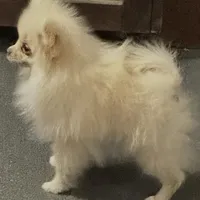 Small cream male, a male Pomeranian for sale in Blue Ridge, GA – Photo 3 of 10