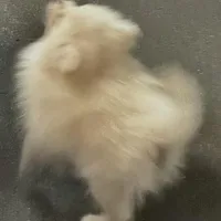 Small cream male, a male Pomeranian for sale in Blue Ridge, GA – Photo 10 of 10