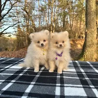 Small cream male, a male Pomeranian for sale in Blue Ridge, GA – Photo 6 of 10
