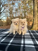 processed/99d521de-c192-4d92-855d-7c15916bac60/listing/8bcea95b-8f94-4072-9cb8-0cb8347de542/8d0b8cd8-d70e-4cdf-9778-a0d588436030