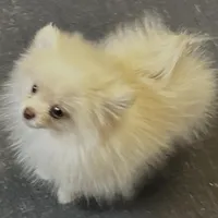 Small cream male, a male Pomeranian for sale in Blue Ridge, GA – Photo 1 of 10