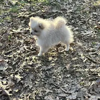 Small cream male, a male Pomeranian for sale in Blue Ridge, GA – Photo 5 of 10
