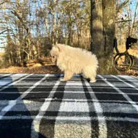 Small cream male, a male Pomeranian for sale in Blue Ridge, GA – Photo 4 of 10