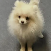 Small cream male, a male Pomeranian for sale in Blue Ridge, GA – Photo 8 of 10