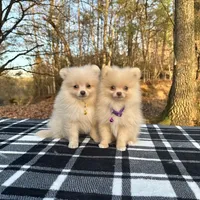 Small cream male, a male Pomeranian for sale in Blue Ridge, GA – Photo 7 of 10