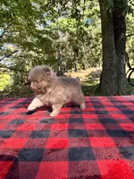 Lilac Boy, Lionel, a male Pomeranian for sale in Blue Ridge, GA – Photo 3 of 5
