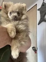 Lilac Boy, Lionel, a male Pomeranian for sale in Blue Ridge, GA – Photo 1 of 5