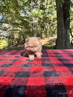 Lilac Boy, Lionel, a male Pomeranian for sale in Blue Ridge, GA – Photo 5 of 5