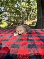 Lilac Boy, Lionel, a male Pomeranian for sale in Blue Ridge, GA – Photo 4 of 5