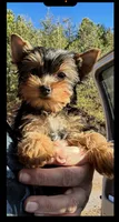 Minni, a female Yorkshire Terrier for sale in Blue Ridge, GA – Photo 1 of 5