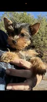 Minni, a female Yorkshire Terrier for sale in Blue Ridge, GA – Photo 2 of 5