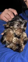 Minni, a female Yorkshire Terrier for sale in Blue Ridge, GA – Photo 5 of 5
