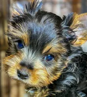 Minni, a female Yorkshire Terrier for sale in Blue Ridge, GA – Photo 3 of 5