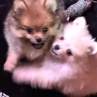 Akc Sable, a female Pomeranian for sale in Blue Ridge, GA – Photo 9 of 10