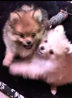 Akc Sable, a female Pomeranian for sale in Blue Ridge, GA – Photo 9 of 10