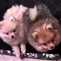 Akc Sable, a female Pomeranian for sale in Blue Ridge, GA – Photo 6 of 10