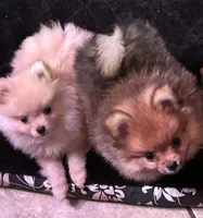 Akc Sable, a female Pomeranian for sale in Blue Ridge, GA – Photo 6 of 10