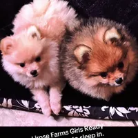 Akc Sable, a female Pomeranian for sale in Blue Ridge, GA – Photo 8 of 10