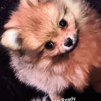 Akc Sable, a female Pomeranian for sale in Blue Ridge, GA – Photo 2 of 10