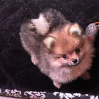 Akc Sable, a female Pomeranian for sale in Blue Ridge, GA – Photo 5 of 10