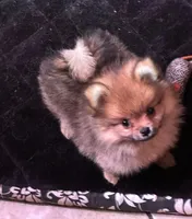 Akc Sable, a female Pomeranian for sale in Blue Ridge, GA – Photo 5 of 10