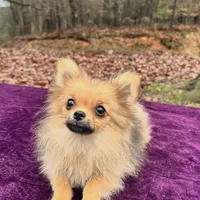 Akc Sable, a female Pomeranian for sale in Blue Ridge, GA – Photo 10 of 10