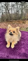 Akc Sable, a female Pomeranian for sale in Blue Ridge, GA – Photo 10 of 10
