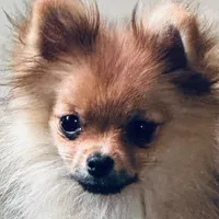 Akc Sable, a female Pomeranian for sale in Blue Ridge, GA – Photo 1 of 10