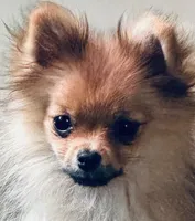 Akc Sable, a female Pomeranian for sale in Blue Ridge, GA – Photo 1 of 10