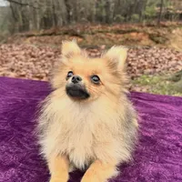 Akc Sable, a female Pomeranian for sale in Blue Ridge, GA – Photo 4 of 10