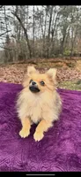 Akc Sable, a female Pomeranian for sale in Blue Ridge, GA – Photo 4 of 10