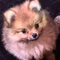 Akc Sable, a female Pomeranian for sale in Blue Ridge, GA – Photo 3 of 10
