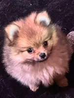 Akc Sable, a female Pomeranian for sale in Blue Ridge, GA – Photo 3 of 10