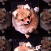 Akc Sable, a female Pomeranian for sale in Blue Ridge, GA – Photo 7 of 10