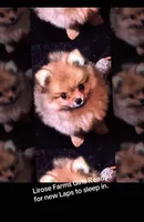 Akc Sable, a female Pomeranian for sale in Blue Ridge, GA – Photo 7 of 10