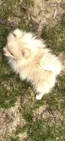 Sugar nugget, a female Pomeranian for sale in Blue Ridge, GA – Photo 2 of 10