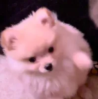 processed/99d521de-c192-4d92-855d-7c15916bac60/listing/a81475ce-ee70-43bd-a353-4f61ad3f31af/3a8498fd-2c39-4d94-80ae-97c37f174567