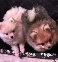 processed/99d521de-c192-4d92-855d-7c15916bac60/listing/a81475ce-ee70-43bd-a353-4f61ad3f31af/78a94b61-1be9-445e-9996-66b516ee35f9