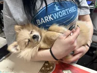 Sugar nugget, a female Pomeranian for sale in Blue Ridge, GA – Photo 1 of 10