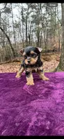 Holly, a female Yorkshire Terrier for sale in Blue Ridge, GA – Photo 3 of 3