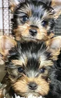Holly, a female Yorkshire Terrier for sale in Blue Ridge, GA – Photo 1 of 3