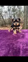 Holly, a female Yorkshire Terrier for sale in Blue Ridge, GA – Photo 2 of 3