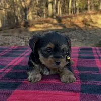 Mac still looking for family. , a male Yorkshire Terrier for sale in Blue Ridge, GA – Photo 7 of 10