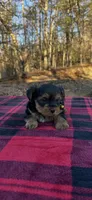 Last yorkie baby, a male Yorkshire Terrier for sale in Blue Ridge, GA – Photo 3 of 5