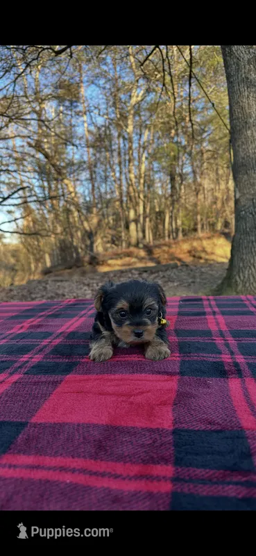 Last yorkie baby