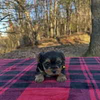 Mac still looking for family. , a male Yorkshire Terrier for sale in Blue Ridge, GA – Photo 6 of 10